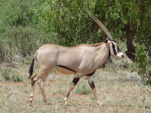 Beisa Oryx reference