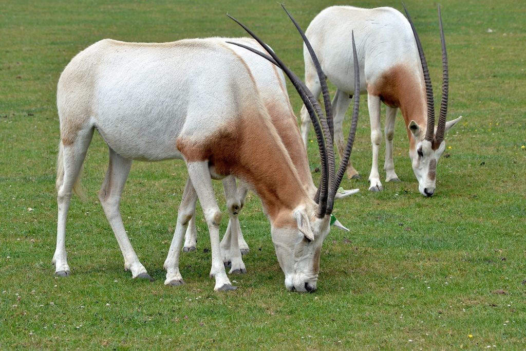Scimitar-horned Oryx reference