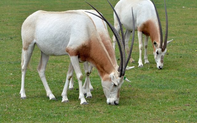 Scimitar-horned Oryx reference