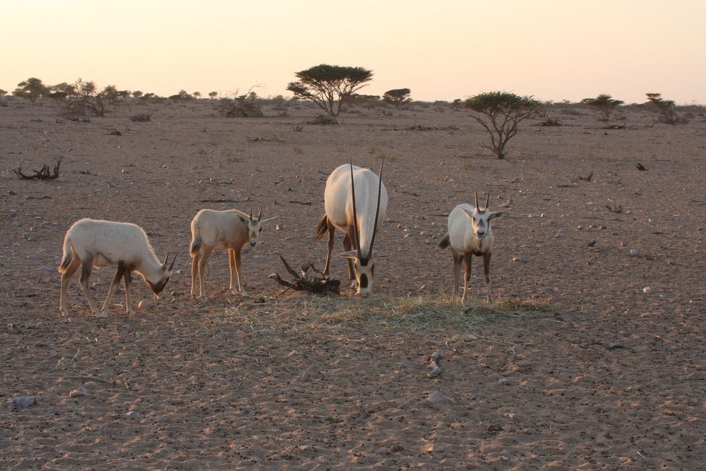 Arabian Oryx reference