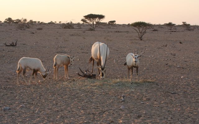 Arabian Oryx reference