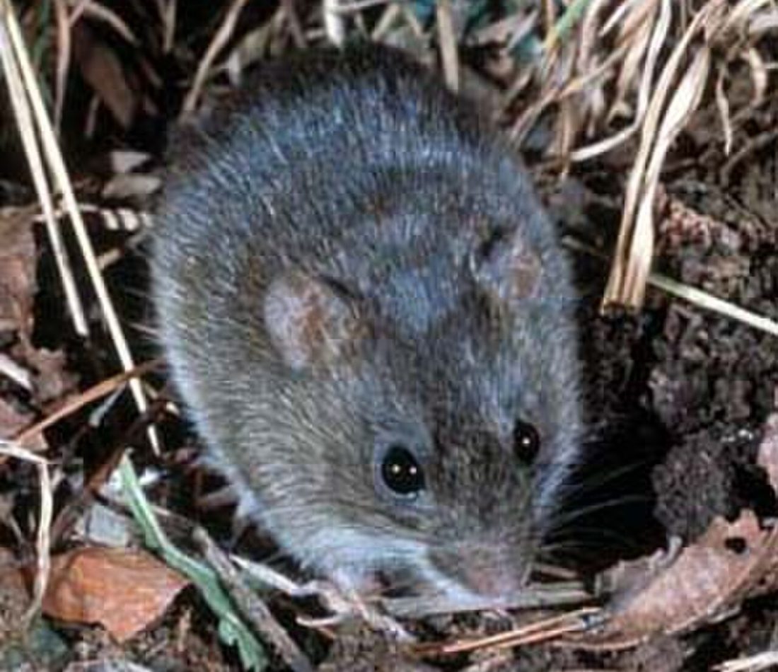 Marsh Rice Rat reference