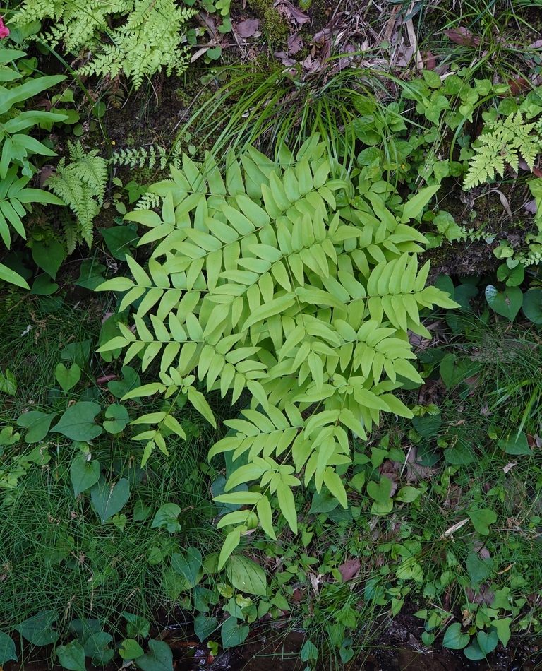 Asian Royal Fern reference