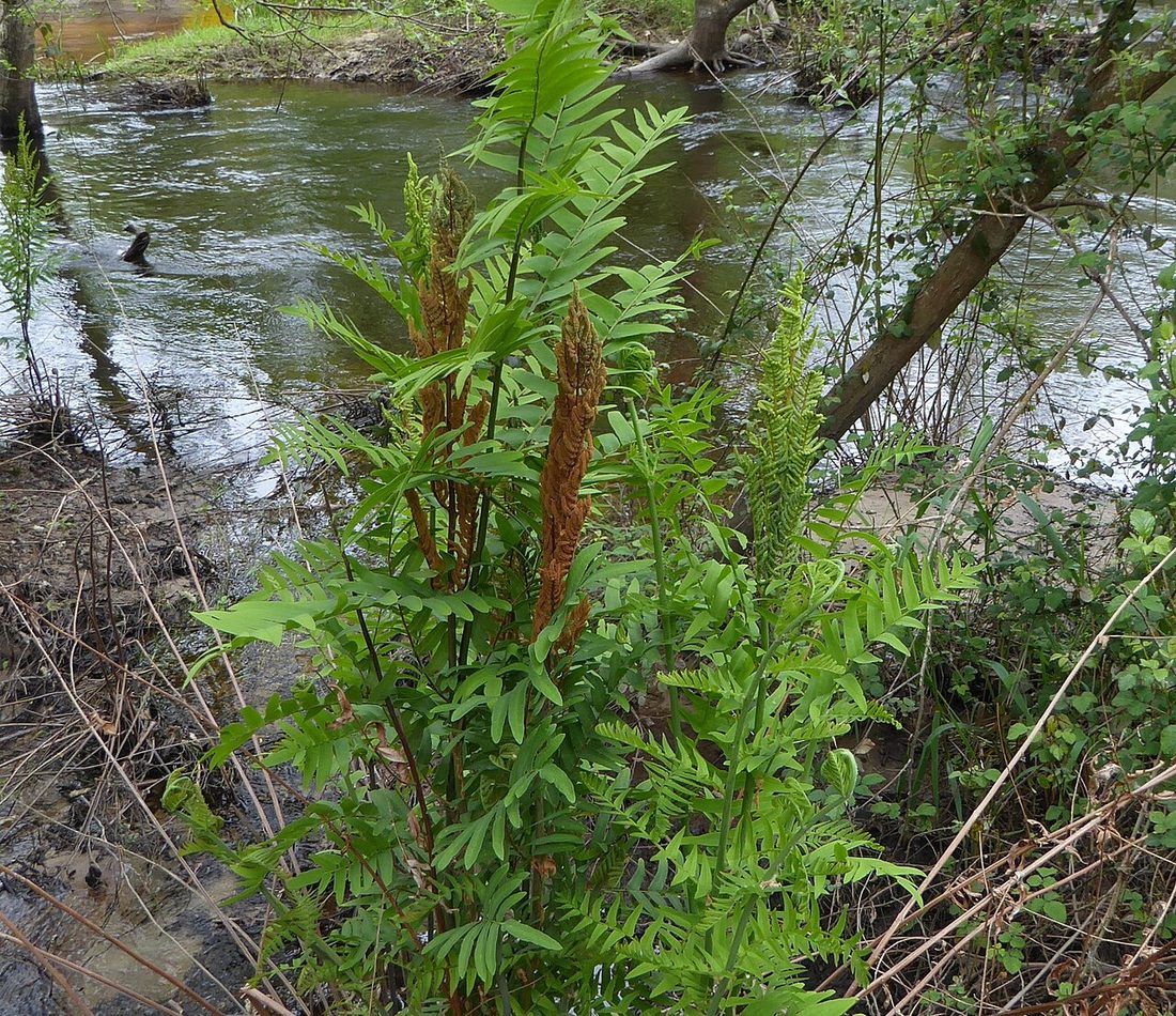 Royal Fern reference