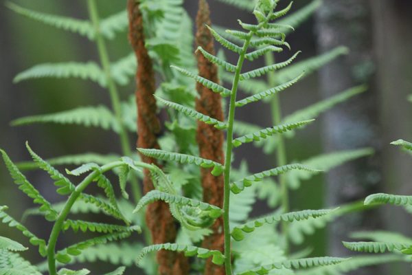 Cinnamon Fern reference