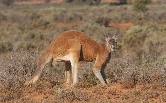 Red Kangaroo reference