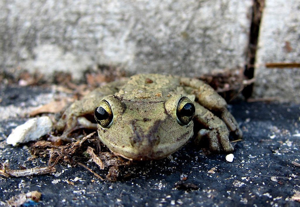 Cuban Tree Frog reference