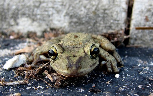 Cuban Treefrog reference