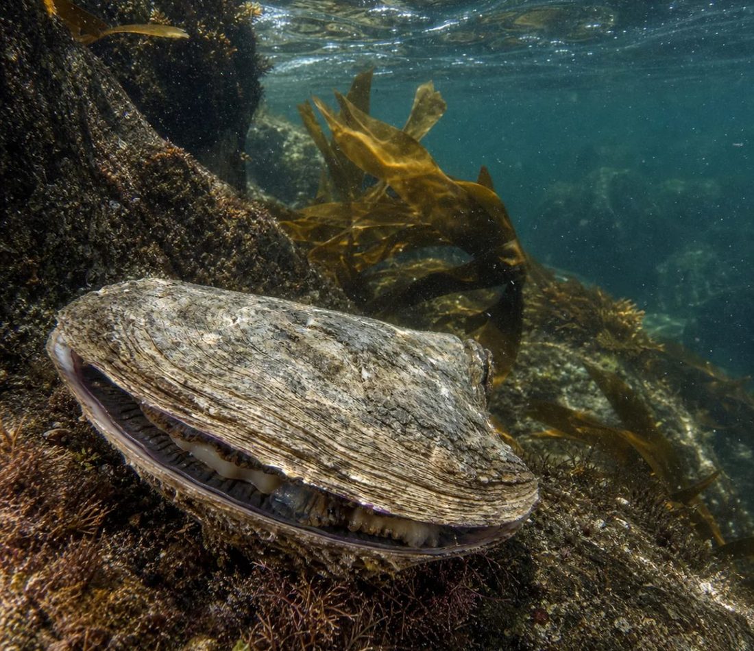 Chilean Flat Oyster reference