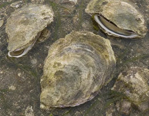 European Flat Oyster reference