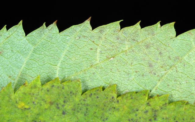 Hophornbeam reference