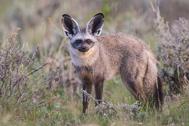 Bat-eared Fox reference