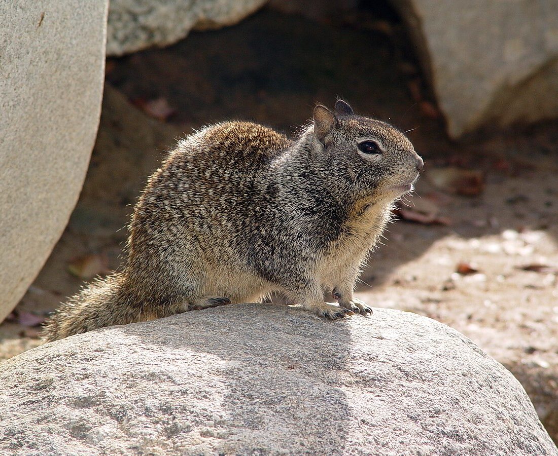 California Ground Squirrel reference