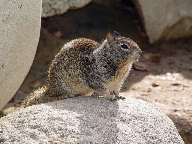 California Ground Squirrel reference