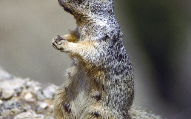 Rock Squirrel reference