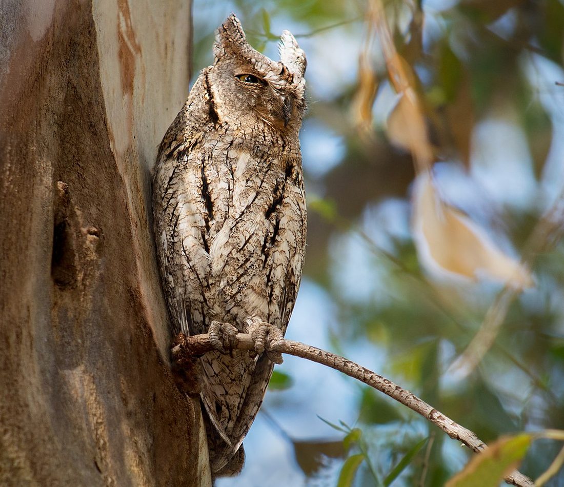 Eurasian Scops-Owl reference