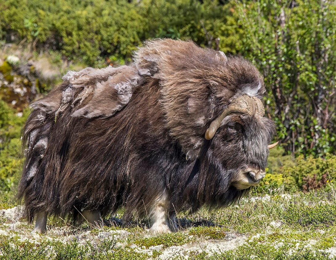 Muskox reference