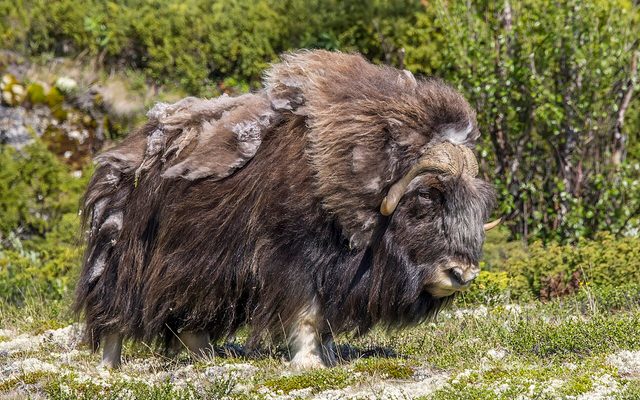 Muskox reference