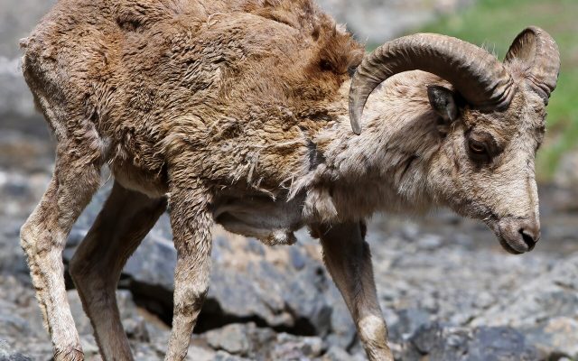 Argali reference