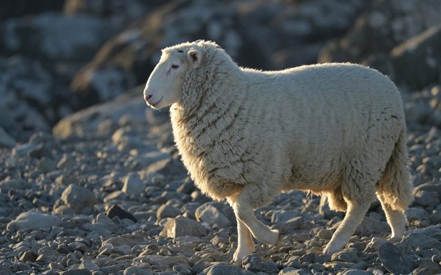 Domestic Sheep reference