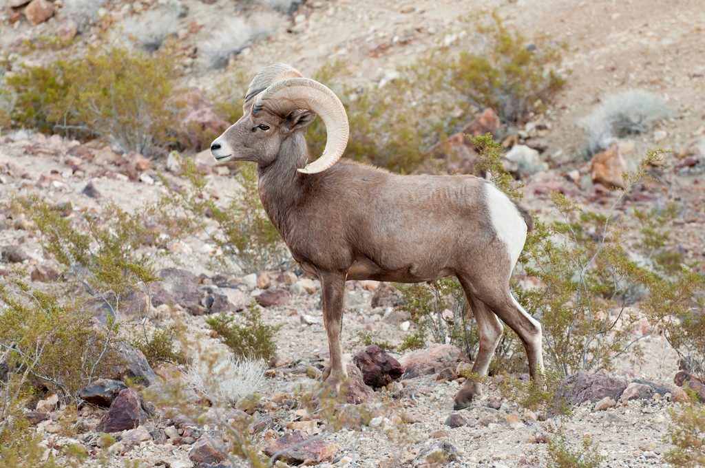 Desert Bighorn Sheep reference