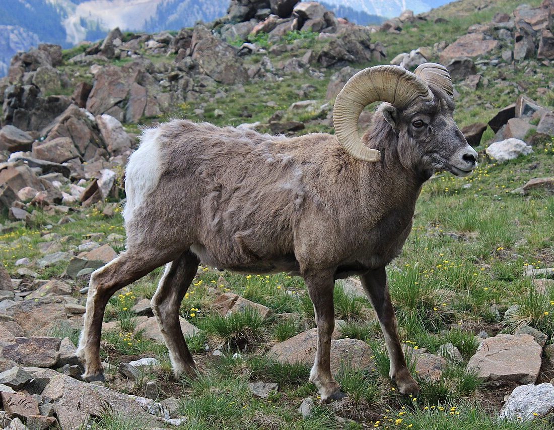 Bighorn Sheep reference