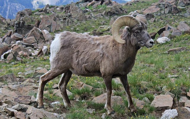 Bighorn Sheep reference