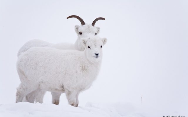 Dall's Sheep reference