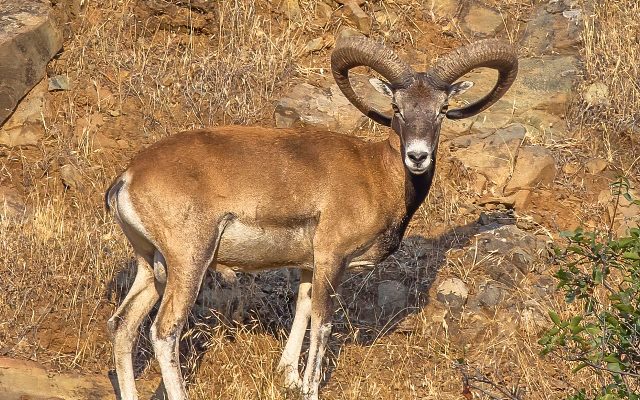Mouflon reference