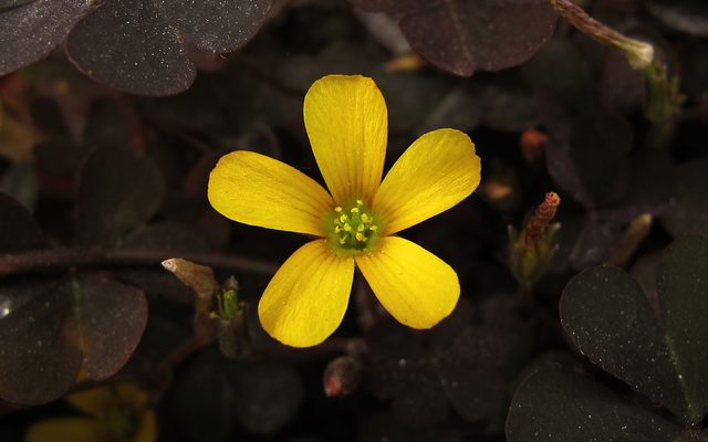 Creeping Woodsorrel reference