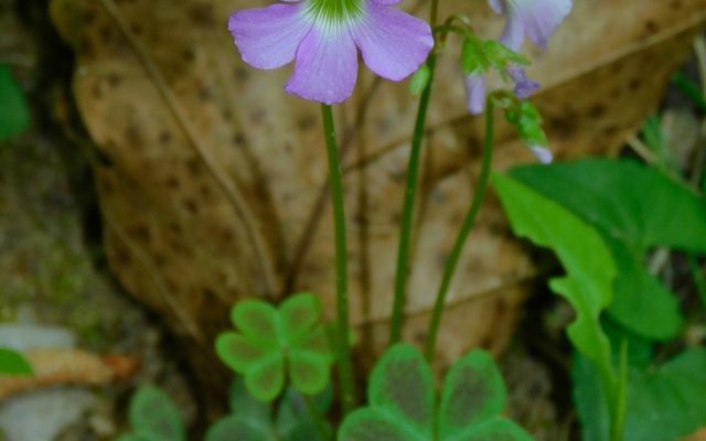 Violet Woodsorrel reference