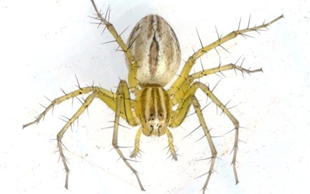 Striped Lynx Spider reference