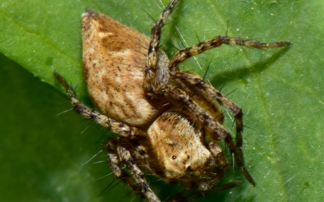 Western Lynx Spider reference