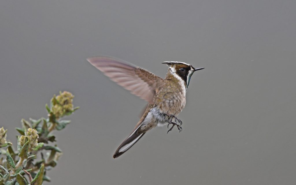Green-bearded Helmetcrest reference