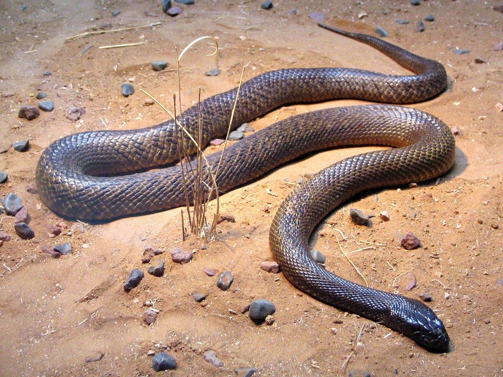 Inland Taipan reference