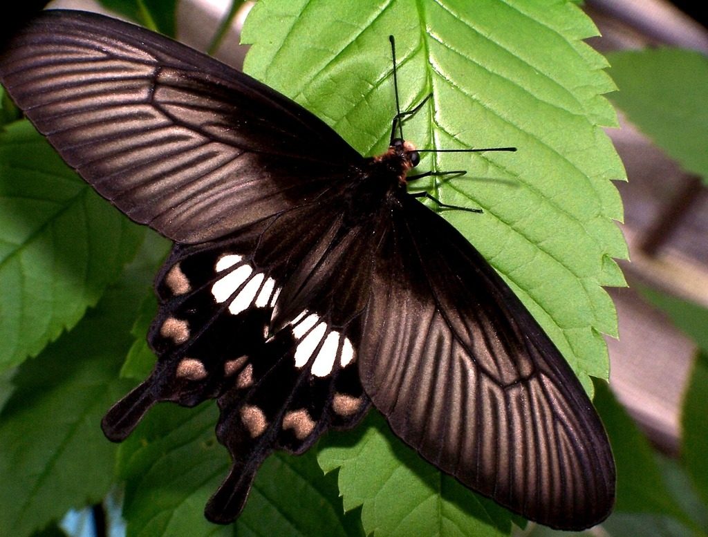 Common Rose Butterfly reference