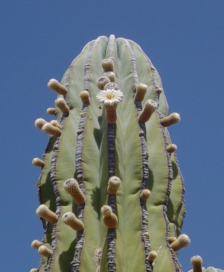 Pachycereus pringlei reference