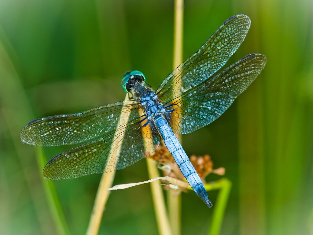 Blue Dasher reference