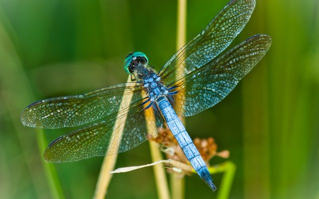 Blue Dasher reference