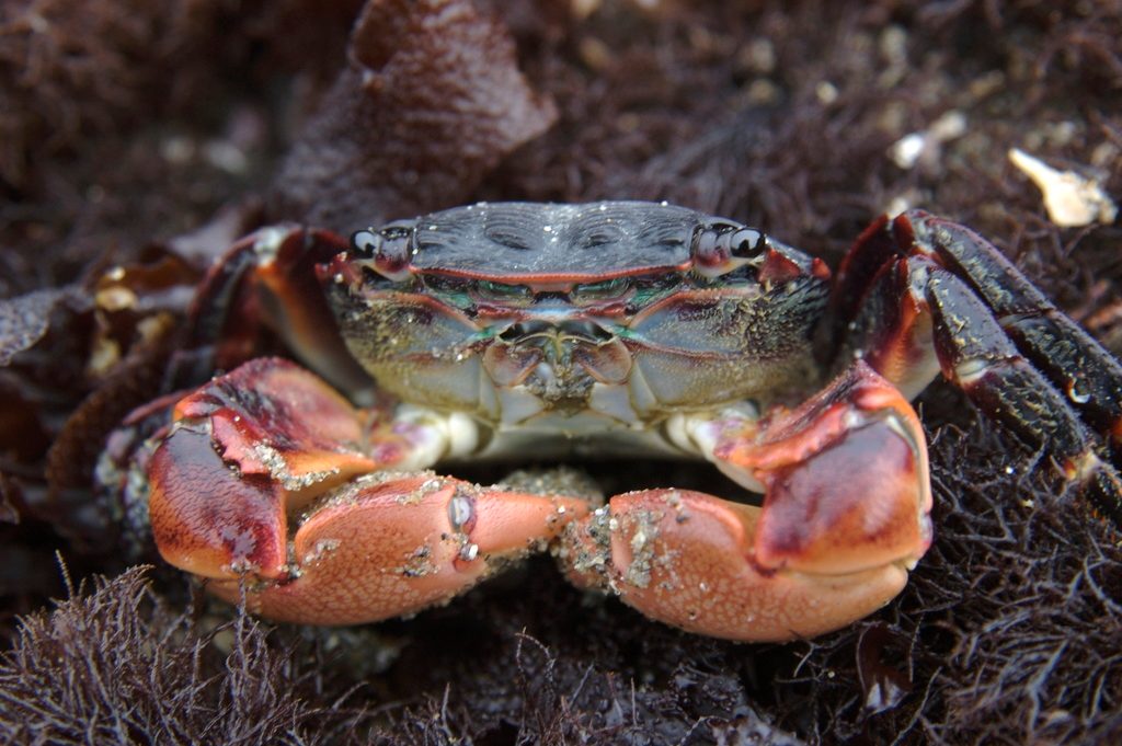 Striped Shore Crab reference