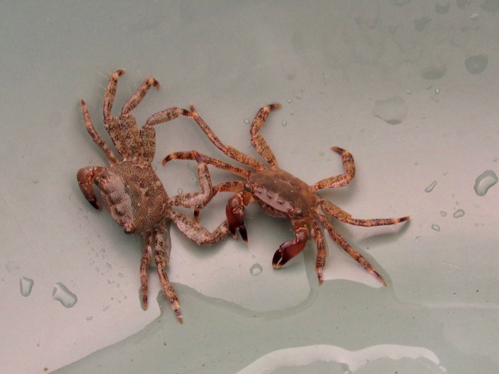 Marbled Crab reference
