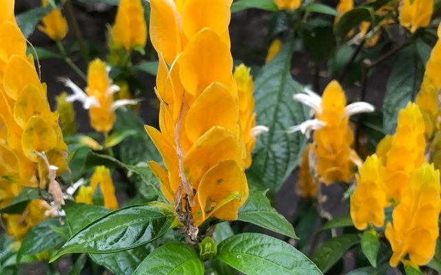 Golden Shrimp Plant reference