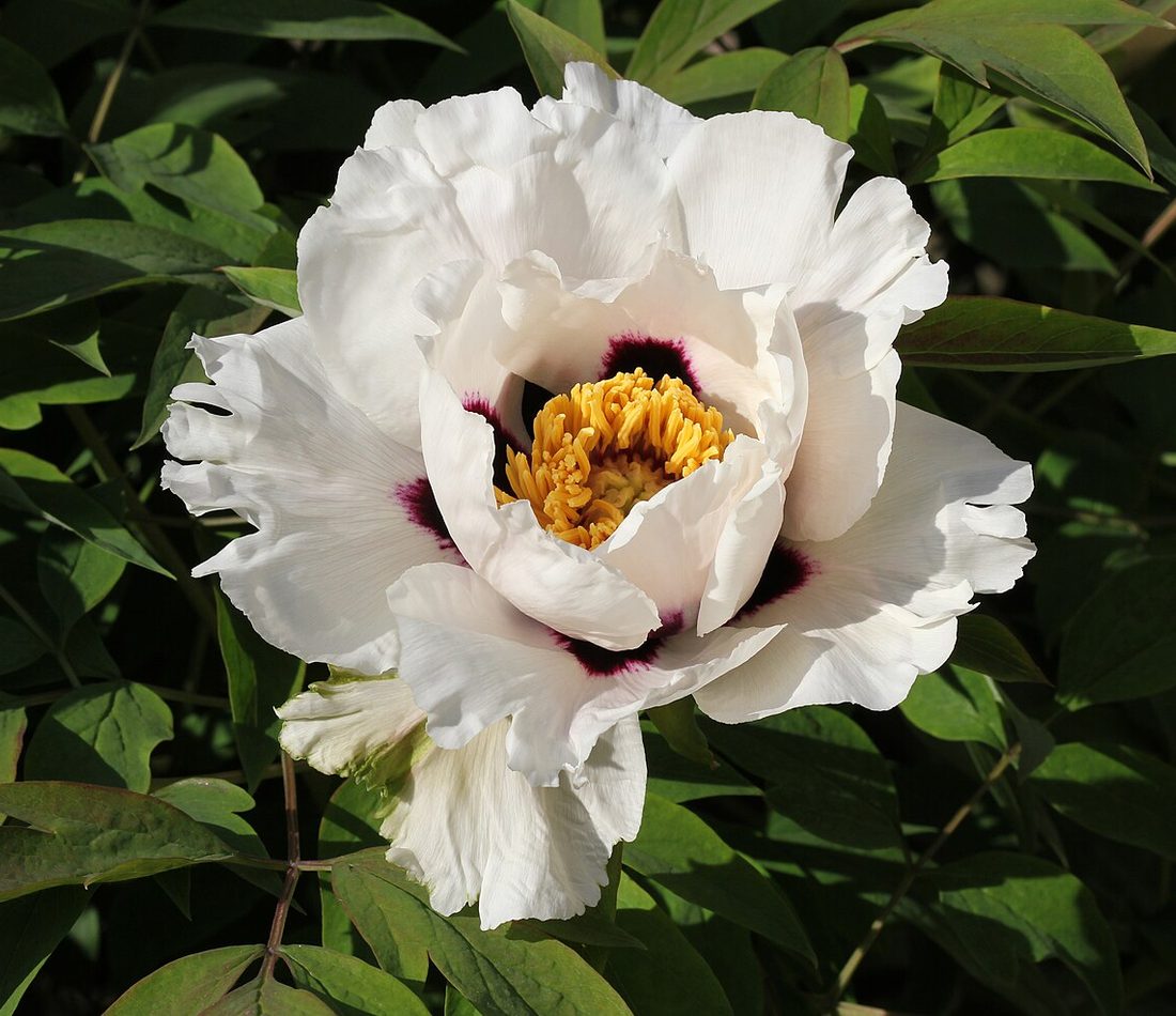 Tree Peony reference