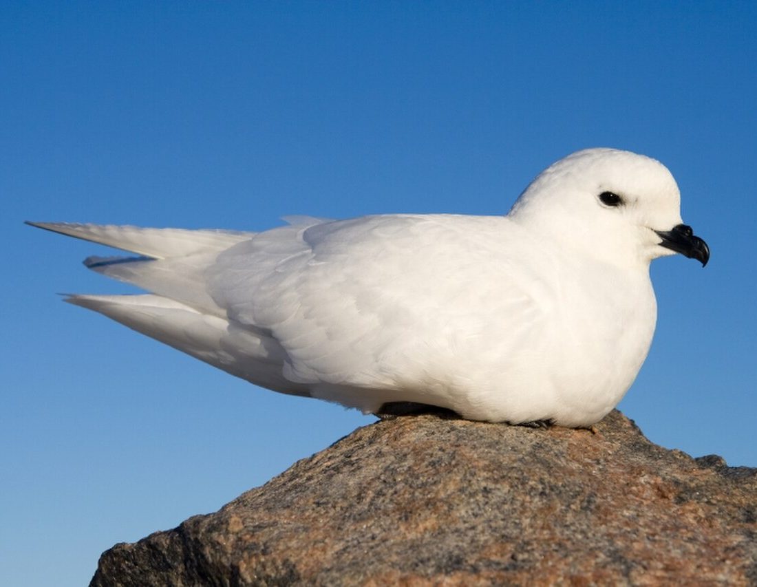 Snow Petrel reference