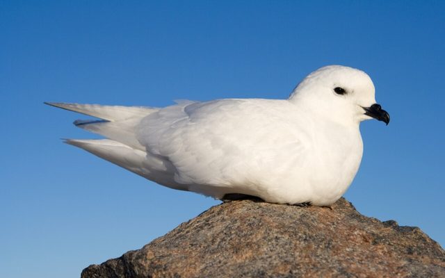 Snow Petrel reference
