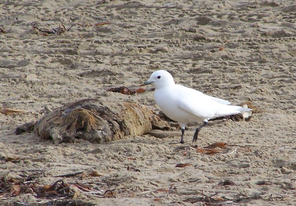 Ivory Gull reference