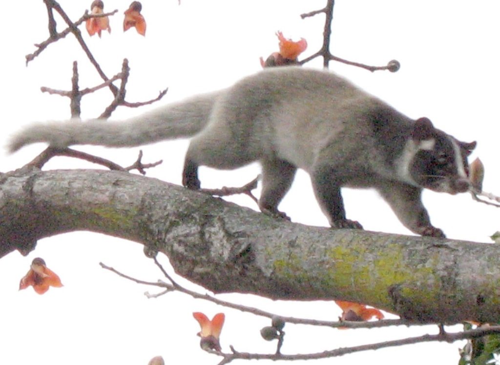 Masked Palm Civet reference