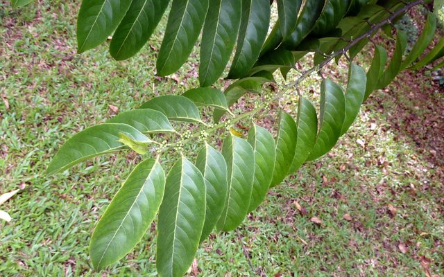 Gutta-percha Tree reference
