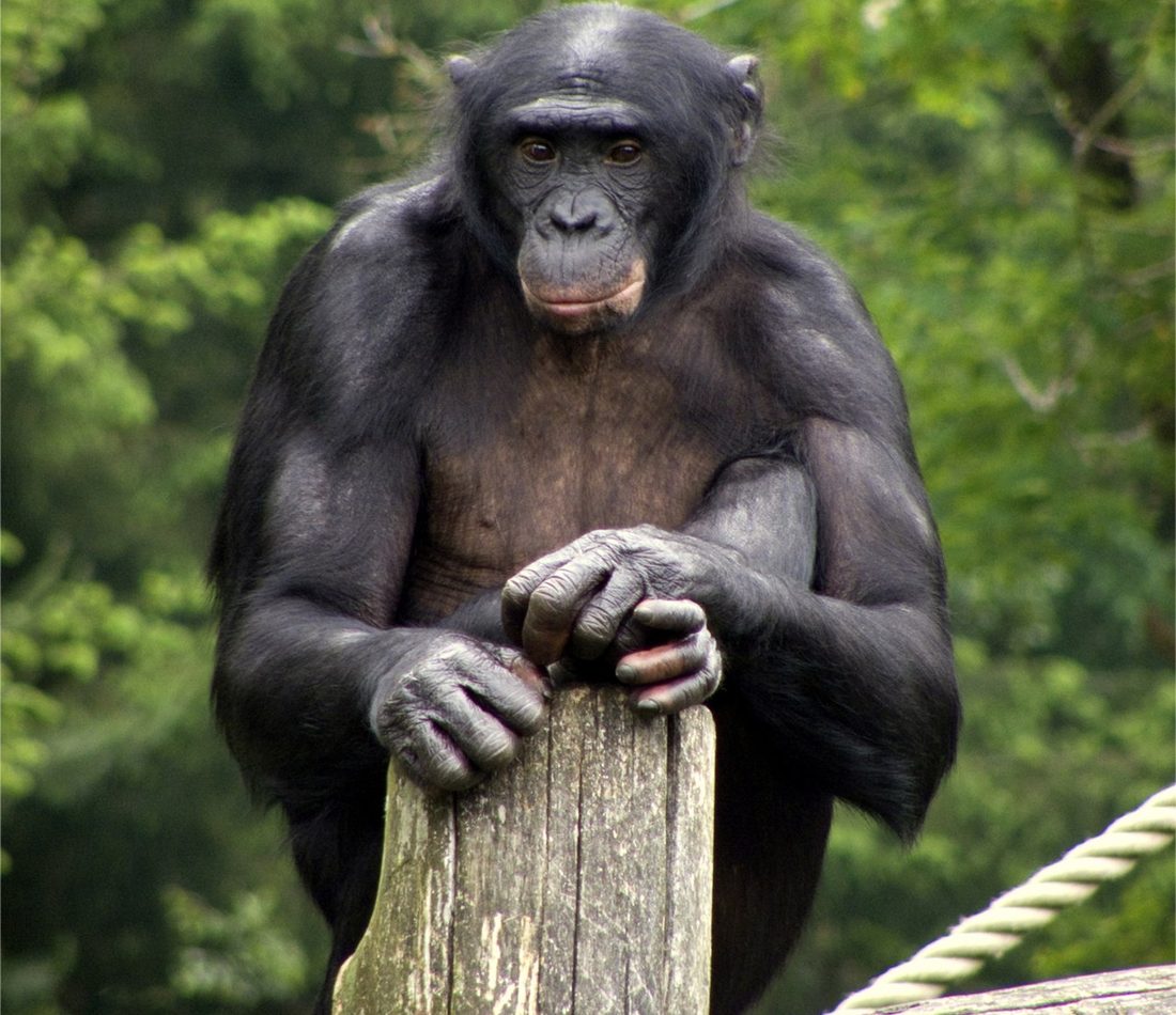 Pan paniscus reference