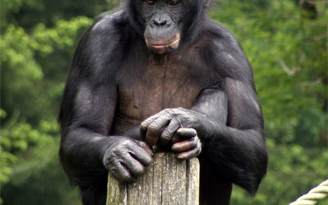 Bonobo reference